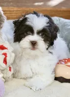 Everlee, a female Shihpoo for sale in Youngstown, OH – Photo 2 of 10