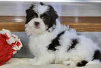 Everlee, a female Shihpoo for sale in Youngstown, OH – Photo 5 of 10
