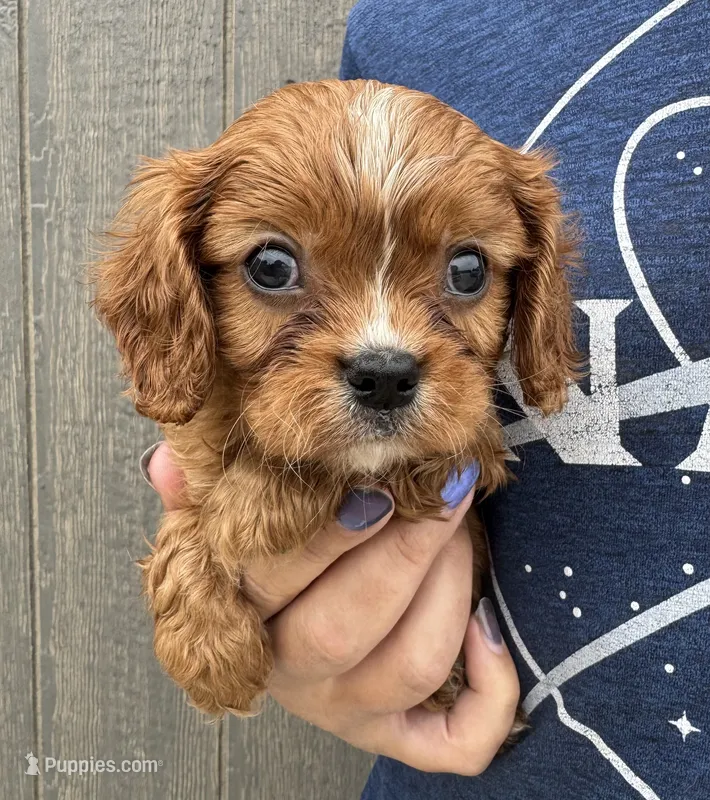 Clifford – Cavalier King Charles Spaniel puppy for sale in Youngstown, OH