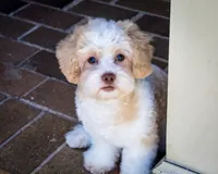 Sullivan, a male Shihpoo for sale in Youngstown, OH – 5 of 10