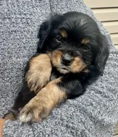 CAVALON Sherwin, a male Cavalier King Charles Spaniel and Papillon for sale in Youngstown, OH – 5 of 9