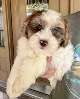 Winston, a male Shihpoo for sale in Youngstown, OH – 5 of 10
