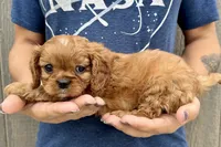 Penny, a female Cavalier King Charles Spaniel for sale in Youngstown, OH – 7 of 10