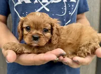Penny, a female Cavalier King Charles Spaniel for sale in Youngstown, OH – 4 of 10