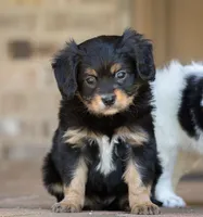 CAVALON Frisbee, a male Cavalier King Charles Spaniel and Papillon for sale in Youngstown, OH – 9 of 10