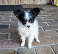 Pez, a female Papillon for sale in Youngstown, OH – 3 of 10