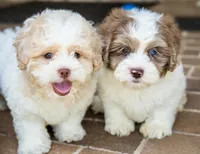 Winston, a male Shihpoo for sale in Youngstown, OH – 6 of 10