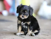 CAVALON Sherwin, a male Cavalier King Charles Spaniel and Papillon for sale in Youngstown, OH – 6 of 9