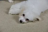 processed/11c1a304-a39c-4292-b4e1-7f9b2d4db758/listing/1b134ec1-aafc-4a1b-b75e-4959d08cc77a/faf376de-011d-41da-9d49-8fddf2379d81