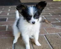 Pez, a female Papillon for sale in Youngstown, OH – 8 of 10