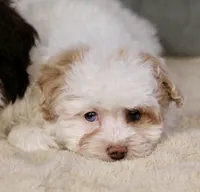 Charlee, a female Shihpoo for sale in Youngstown, OH – Photo 9 of 9