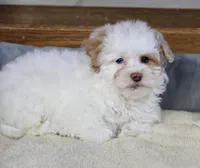 Charlee, a female Shihpoo for sale in Youngstown, OH – Photo 5 of 9