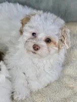 Charlee, a female Shihpoo for sale in Youngstown, OH – Photo 1 of 9