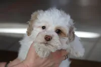 Charlee, a female Shihpoo for sale in Youngstown, OH – Photo 8 of 9