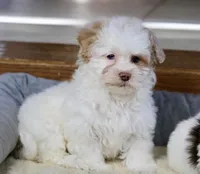 Charlee, a female Shihpoo for sale in Youngstown, OH – Photo 4 of 9