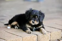CAVALON Sherwin, a male Cavalier King Charles Spaniel and Papillon for sale in Youngstown, OH – 8 of 9