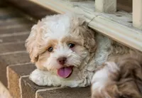 Sullivan, a male Shihpoo for sale in Youngstown, OH – 4 of 10