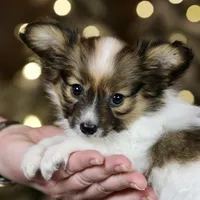 Shasta, a female Papillon for sale in Youngstown, OH – Photo 1 of 7