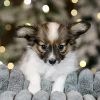 Shasta, a female Papillon for sale in Youngstown, OH – Photo 4 of 7