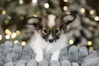 Shasta, a female Papillon for sale in Youngstown, OH – Photo 4 of 7