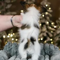 Shasta, a female Papillon for sale in Youngstown, OH – Photo 7 of 7