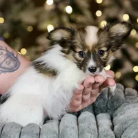 Shasta, a female Papillon for sale in Youngstown, OH – Photo 5 of 7