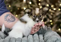Shasta, a female Papillon for sale in Youngstown, OH – Photo 5 of 7