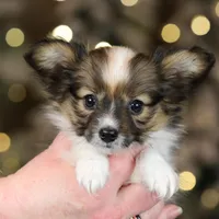 Shasta, a female Papillon for sale in Youngstown, OH – Photo 2 of 7