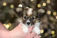 Shasta, a female Papillon for sale in Youngstown, OH – Photo 2 of 7
