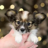 Shasta, a female Papillon for sale in Youngstown, OH – Photo 3 of 7