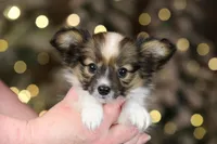 Shasta, a female Papillon for sale in Youngstown, OH – Photo 3 of 7