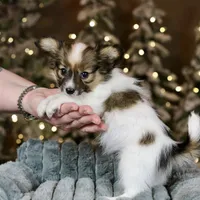 Shasta, a female Papillon for sale in Youngstown, OH – Photo 6 of 7