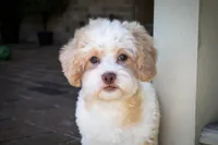 Sullivan, a male Shihpoo for sale in Youngstown, OH – 2 of 10