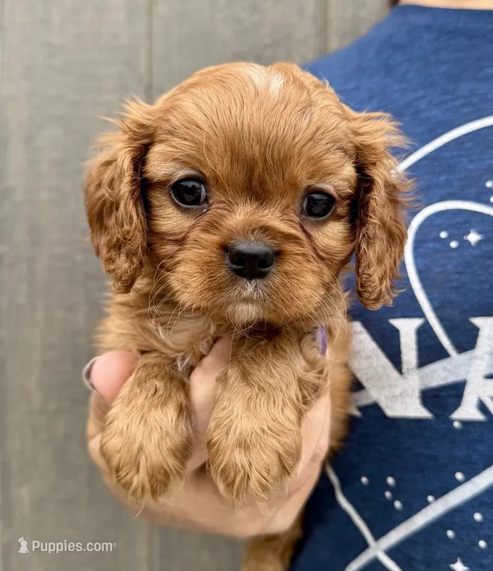Penny – Cavalier King Charles Spaniel puppy for sale in Youngstown, OH