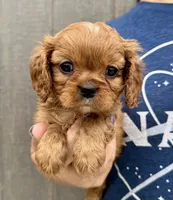 Penny, a female Cavalier King Charles Spaniel for sale in Youngstown, OH – 1 of 10