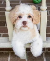 Sullivan, a male Shihpoo for sale in Youngstown, OH – 9 of 10