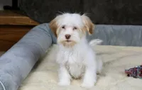 Eggnog, a male Havanese for sale in Youngstown, OH – Photo 8 of 10