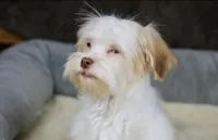 Eggnog, a male Havanese for sale in Youngstown, OH – Photo 7 of 10