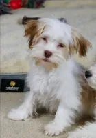 Eggnog, a male Havanese for sale in Youngstown, OH – Photo 1 of 10
