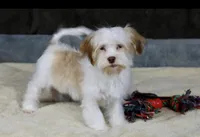 Eggnog, a male Havanese for sale in Youngstown, OH – Photo 6 of 10