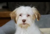 Eggnog, a male Havanese for sale in Youngstown, OH – Photo 5 of 10