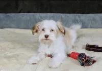 Eggnog, a male Havanese for sale in Youngstown, OH – Photo 9 of 10