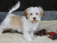 Eggnog, a male Havanese for sale in Youngstown, OH – Photo 2 of 10