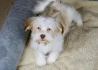 Eggnog, a male Havanese for sale in Youngstown, OH – Photo 3 of 10