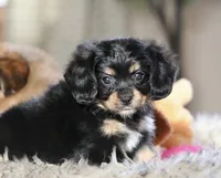 processed/11c1a304-a39c-4292-b4e1-7f9b2d4db758/listing/22e7dde3-1df2-4c2d-80da-bc71cac609bd/0dfaa504-5c6b-4771-9e81-56d7757b9147