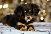 Cavalon Midnight, a female Cavalier King Charles Spaniel and Papillon for sale in Youngstown, OH – Photo 3 of 10