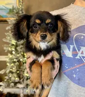 Cavalon Midnight, a female Cavalier King Charles Spaniel and Papillon for sale in Youngstown, OH – Photo 2 of 10