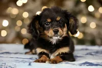 Cavalon Midnight, a female Cavalier King Charles Spaniel and Papillon for sale in Youngstown, OH – Photo 4 of 10
