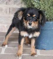 Cavalon Midnight, a female Cavalier King Charles Spaniel and Papillon for sale in Youngstown, OH – Photo 4 of 10