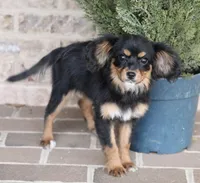 Cavalon Midnight, a female Cavalier King Charles Spaniel and Papillon for sale in Youngstown, OH – Photo 3 of 10